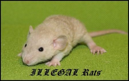 † Richie ILLEGAL Rats (R11)